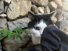 -喵屿·大理花园猫咖