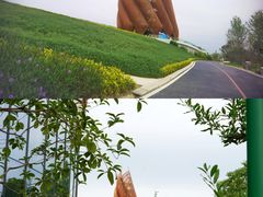 -成都大熊猫繁育研究基地