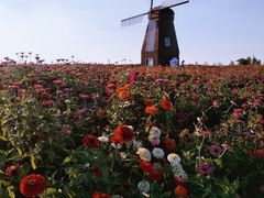 -北纬44度·金珠花海休闲农业旅游景区