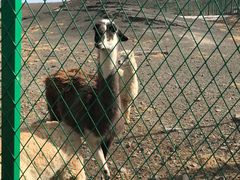 -新疆天山野生动物园