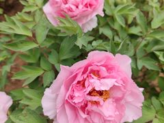 -洛阳郁金香牡丹园