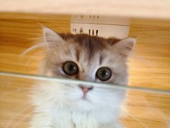 -猫十亿·布偶金渐层·曼基康矮脚猫舍(青年路店)