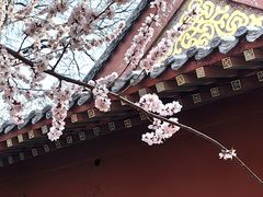 -桃花堤公园