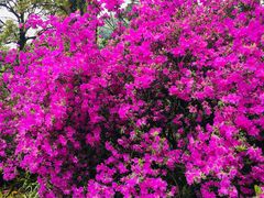 -贵州省植物园