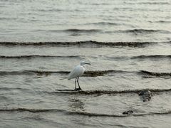 -深圳湾公园(南山区)