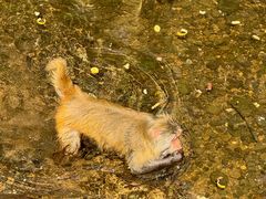 -西双版纳原始森林公园