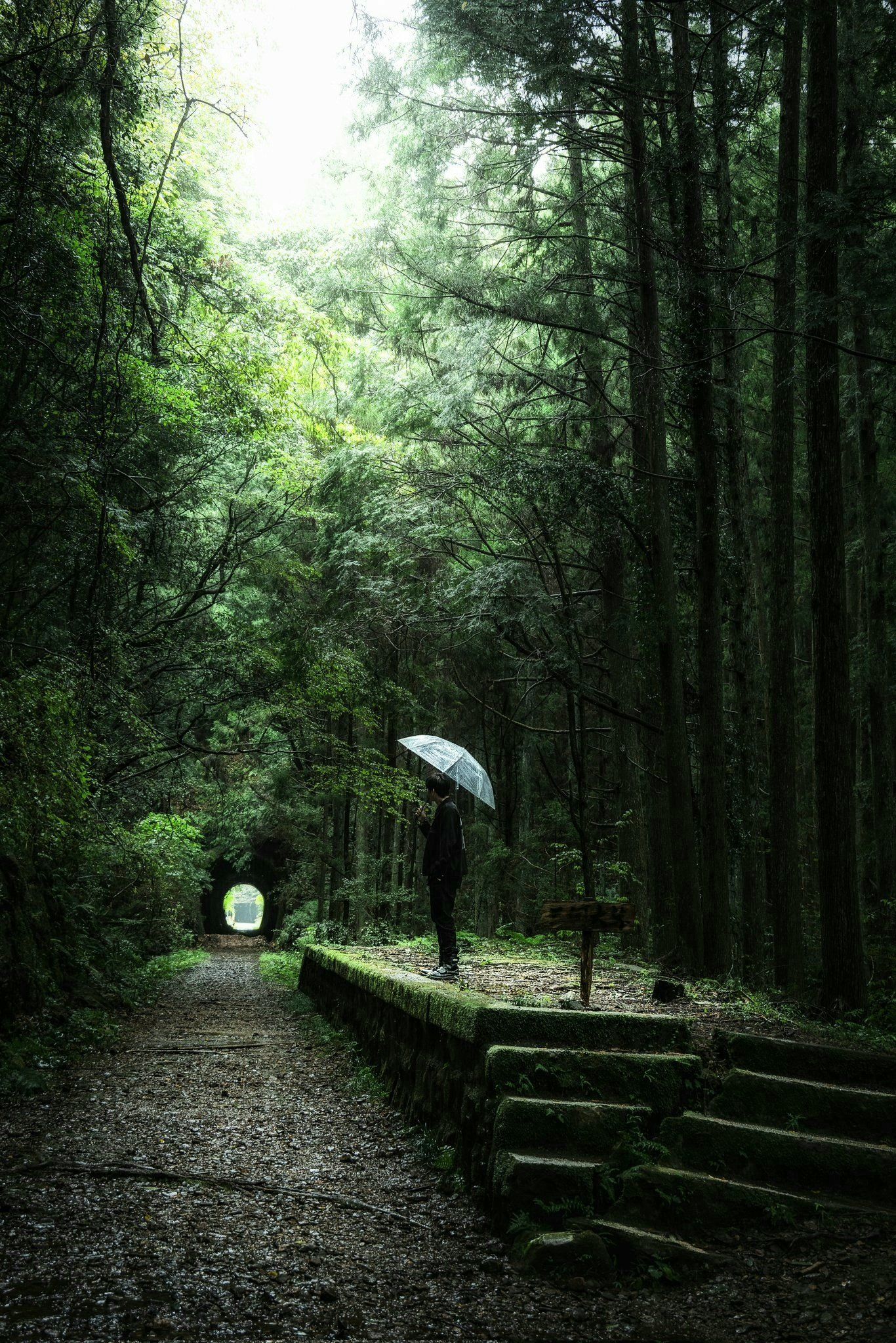 雨中山路,苔藓幽径