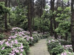 -铁山坪森林公园