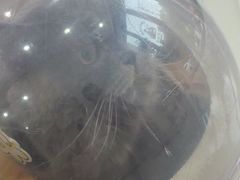 -圣宠动物医院·犬猫专科·影像中心·外科中心