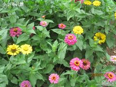 -紫海香堤香草艺术庄园
