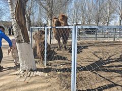 -长白岛森林公园