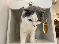 -猫域·湾主题猫咖·宠物吧(南坪城市广场店)