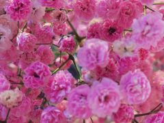 -拾花记花艺·求婚·订婚·生日布置(高新店)