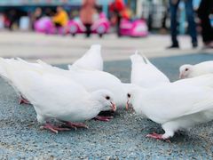 -烟台海昌鲸鲨海洋公园