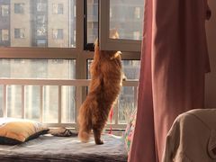 -喵五郎の猫咪酒店·专业洗护·寄养