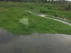 -白鹭湾湿地公园