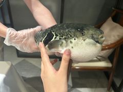 -鲐赏河豚(长寿店)