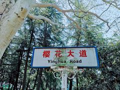 -武汉大学-樱园