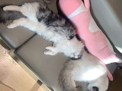 -猫腻·猫咖·撸猫馆(星光大道店)