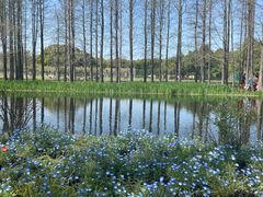 -上海共青森林公园