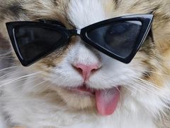 -博特宠物医院24h犬猫全科.骨科·异宠