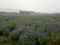-北京东方普罗旺斯薰衣草庄园