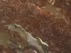 -大连海鲜斑鱼火锅(安平店)