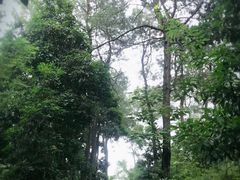 -铁山坪森林公园