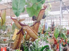 -秦美花卉(天朗·莱茵小城2期店)