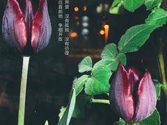 -本溪路花鸟市场(江浦路1709弄小区店)