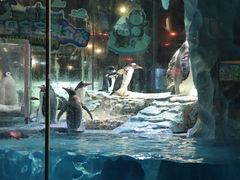 -帝企鹅自助餐厅•儿童岛•真企鹅(长隆企鹅酒店)