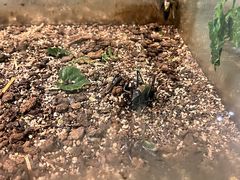 -上海昆虫博物馆