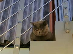 -东方名猫馆·英短金渐层布偶猫舍(环线广场1号楼店)