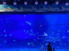 -烟台海昌鲸鲨海洋公园