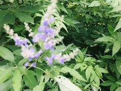 -云溪植物园