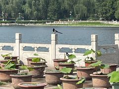 -莲花池公园