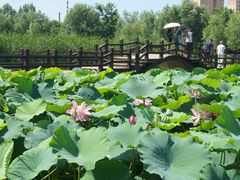 -前关湿地公园