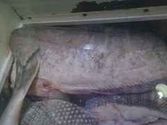 android_upload_pic-大鹅岛灶台鱼·铁锅炖(水库路店)