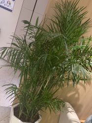 -安吉拉青春化管理中心