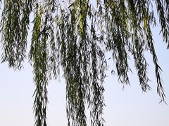 -黄兴公园