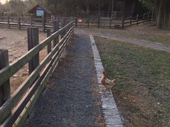 -田园东方蜜桃村的田野营地