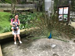 -吉隆坡雀鸟公园