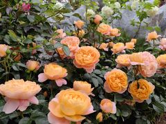 -人民公园(罗湖区)