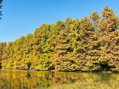 -上海海湾国家森林公园