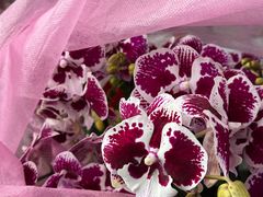 -FEI FEI FLOWER鲜花店·气球派对·宝宝宴布置(虹口德必运动Loft店)