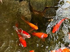 -丽江庭院之爱在路上(西单店)