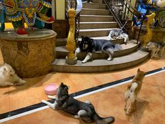 -more than meow吴止猫主题餐厅(承德 中船汇店)