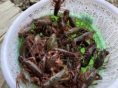 -同銮特种养殖场·龙虾垂钓