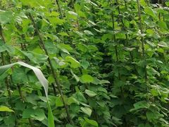 -谭家菜农夫山庄