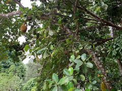 -中国科学院西双版纳热带植物园